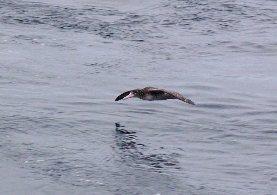 110 - SHORT-TAILED ALBATROSS (9-06) aleutians, ak (3)