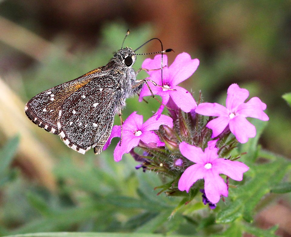 ROADSIDE-SKIPPER, LARGE (Amblyscirtes exoteria) (7-12-12) madera cyn, scc, az -03