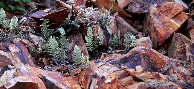 HUMBOLDT CANYON, upper canyon area, Patagonia Hills, scc, az (9-4-11) -04