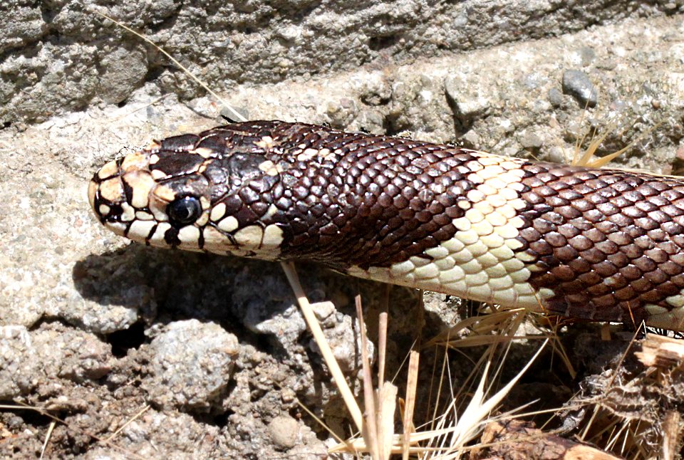 KINGSNAKE, COMMON (Lampropeltis getula ) ( 6-23-12) canet road, slo co, ca -02