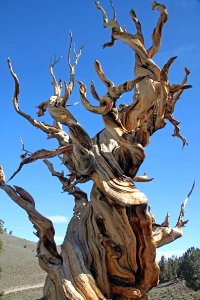 CA 1231 - INYO NAT FOREST, ANCIENT BRISTLECONE FOREST, ca - 35