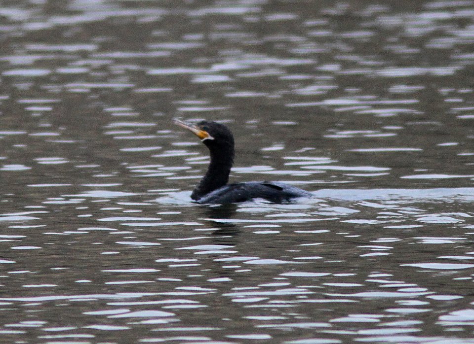 CORMORANT, NEOTROPIC (12-15-12) patagonia lake, scc, az -02