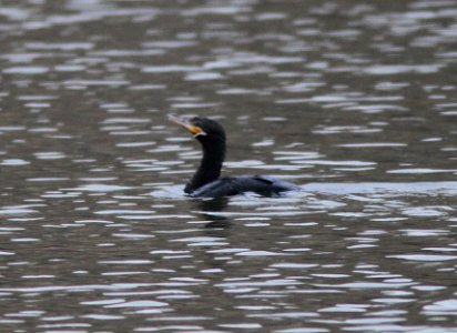 CORMORANT, NEOTROPIC (12-15-12) patagonia lake, scc, az -02