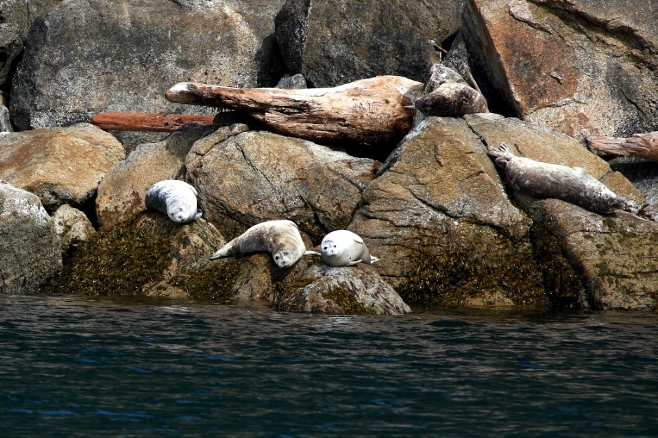 Harbor Seals