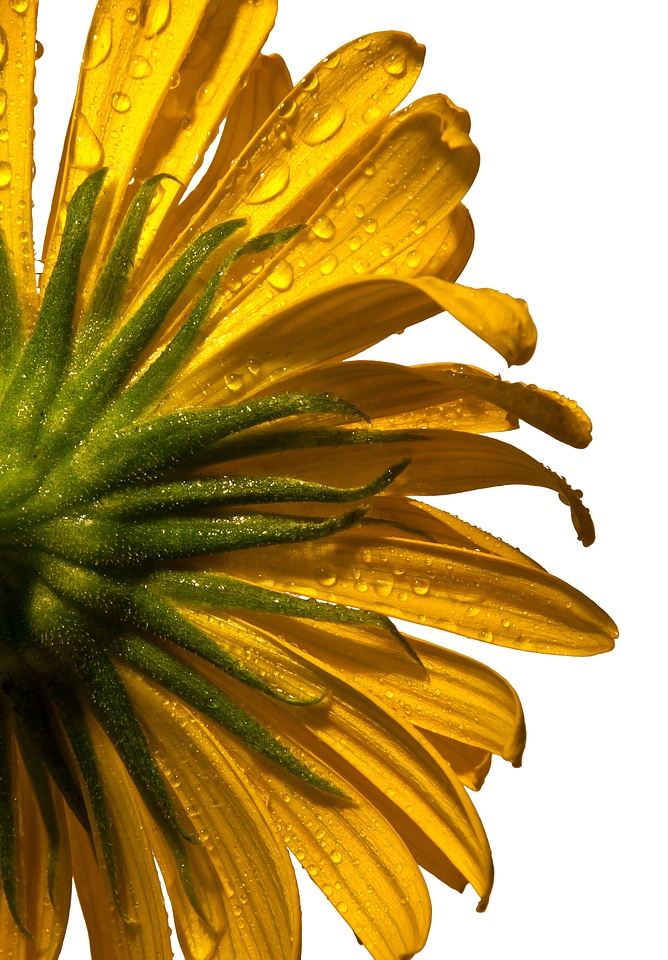 Drop of water rain yellow