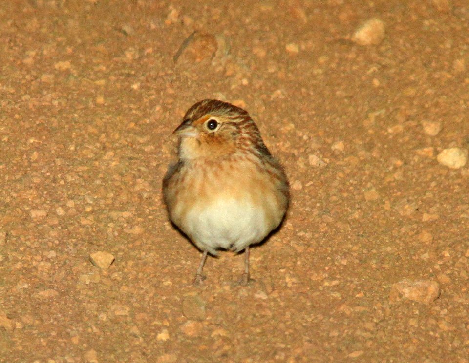 SPARROW, sp (10-19-12) san rafael grasslands, scc, az -01