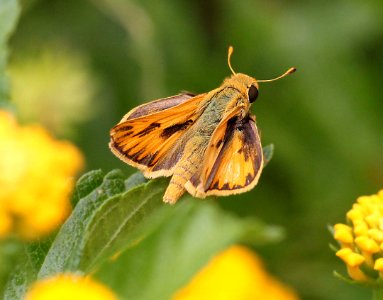 SKIPPER, FIERY (Hylephilia phyleus) (9-1-11) 78 circulo montana, patagonia lake ranch estates, scc, az -02