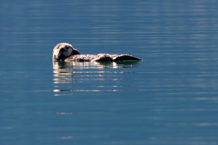 Sea otter