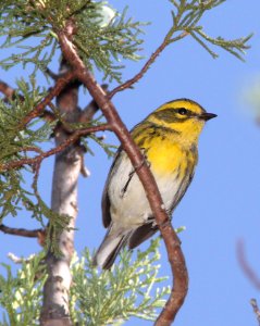 WARBLER, TOWNSEND'S (11-4-12) finley and adams cyn, patagonia mts, scc, az -01