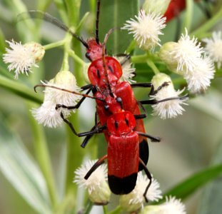 BUG, sp (8-11-11) harshaw road, scc, az -01