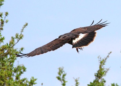 209 - SNAIL KITE (2-27-13) adult, sarasota  co, fl  (11)