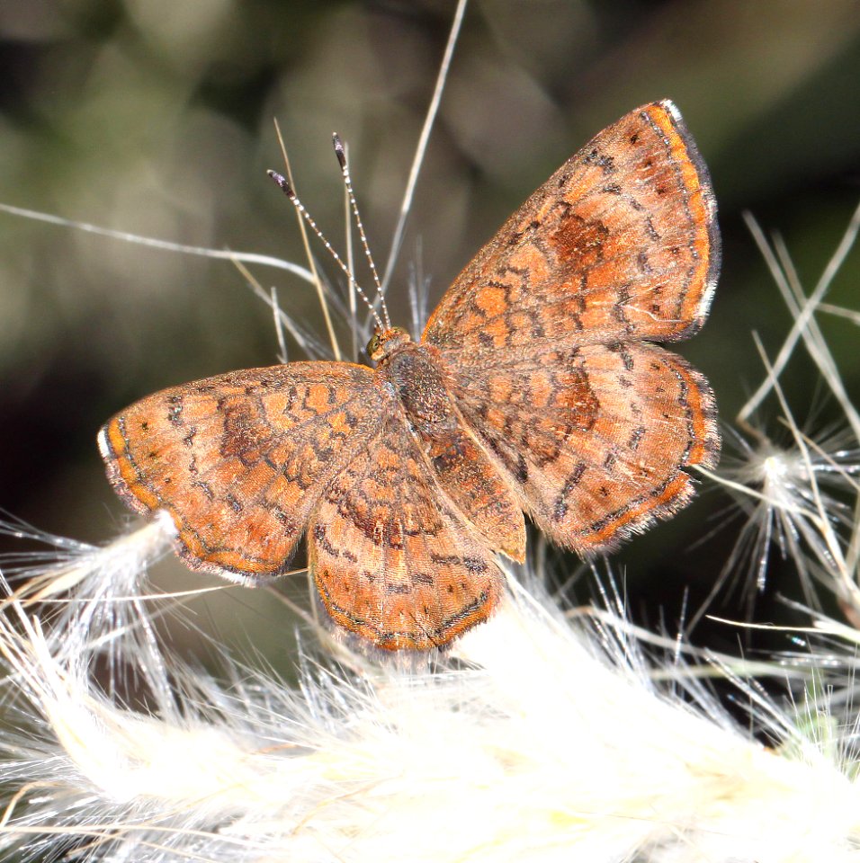 METALMARK, FATAL (Caleohelis nemesis) (9-30-12) pena blanca lake, scc, az -01