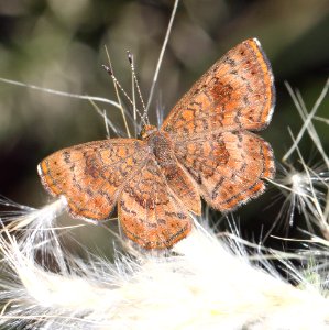 METALMARK, FATAL (Caleohelis nemesis) (9-30-12) pena blanca lake, scc, az -01