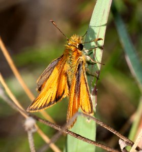 SKIPPER, SUNRISE (Adopaeoides prittwitzi) (10-6-12) parker canyon lake area, cochise co, az -05