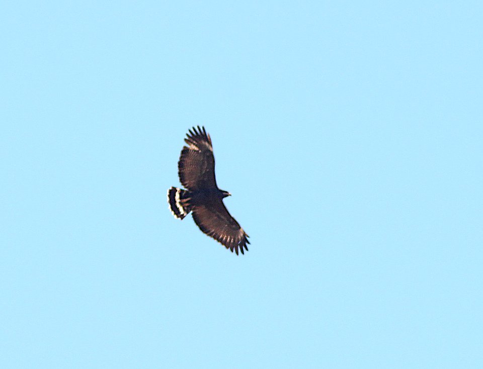 220 - COMMON BLACK HAWK (3-28-11) sonoita creek state natural area, scc, az