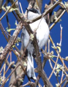 GNATCATCHER, BLACK-CAPPED (4-11-12) patagonia lake, scc, az -01a
