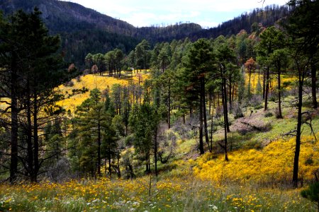 CHIRICAHUA MTS, near barfoot junction, september flowers after the fire of 2011 (9-21-12) -02