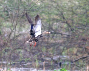 030 - MOTTLED DUCK (2-20-08) santa ana, tx (1)