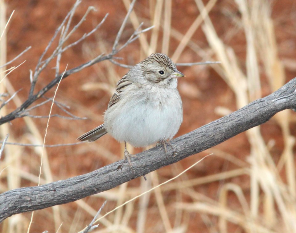 SPARROW, BREWER'S (2-14-12) patagonia lake road, nogales, scc, az -01