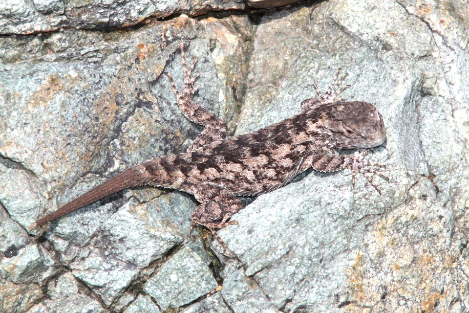 LIZARD, CLARK'S SPINY (Sceloporus clarkii) (9-10-12) california gulch, scc, az -01