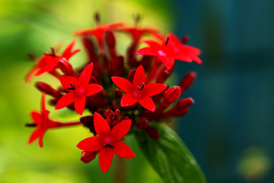 Black Hill Stars