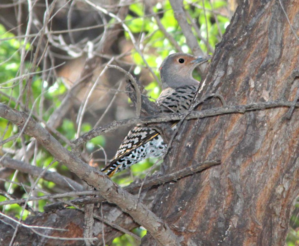 FLICKER, NORTHERN (1-31-12) yellow-shafted & red-yellow-shafted intergrade, de anza trail, carmen, scc, az -01