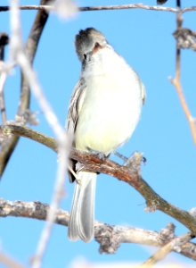 BEARDLESS-TYRANNULET, NORTHERN (3-21-12) patagonia lake state park, scc, az -05