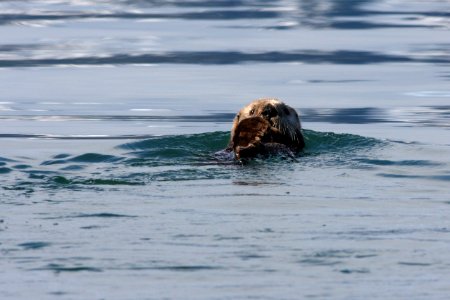 Sea otter