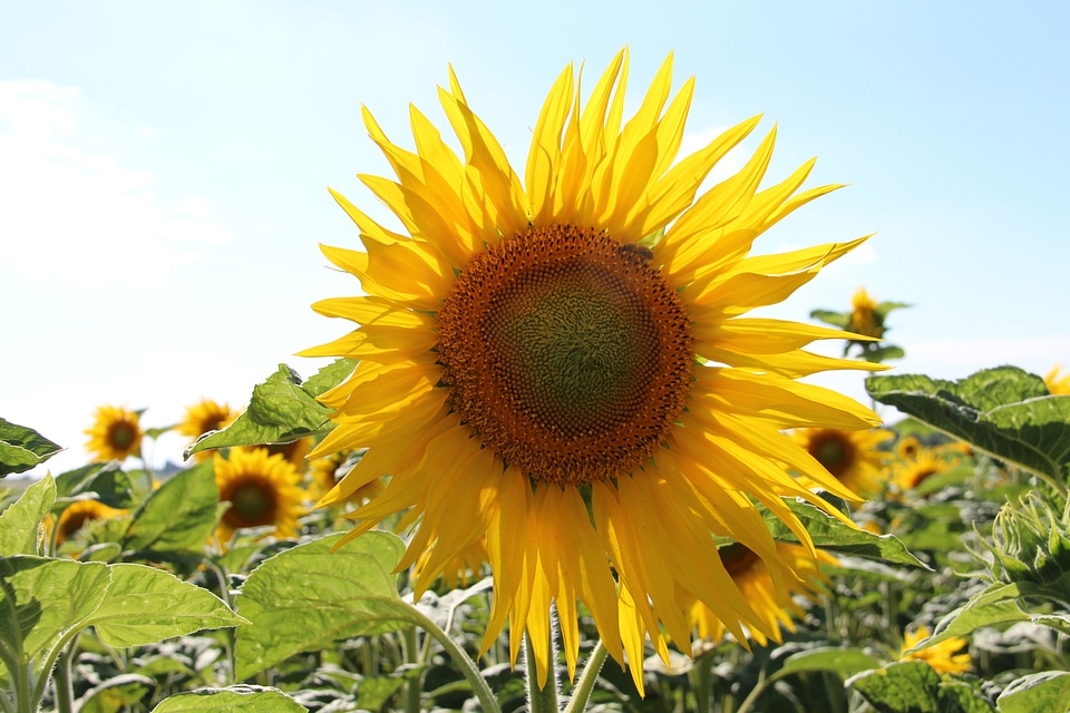 Charente maritime summer flower