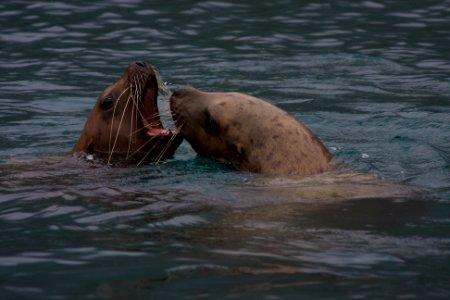 Steller sea lions