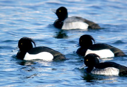 044 - TUFTED DUCK (2-6-07) quidi vidi lake, st john's, newfoundland (2)