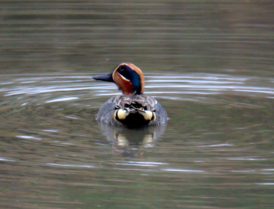 039 - GREEN-WINGED TEAL (3-24-07) crecca, sloco, ca (4)