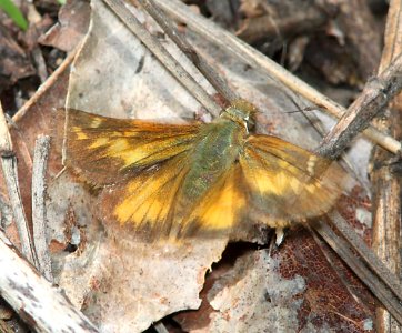 SKIPPER, TAXILES (Poanes taxiles) (8-8-11) madera canyon, scc, az -14