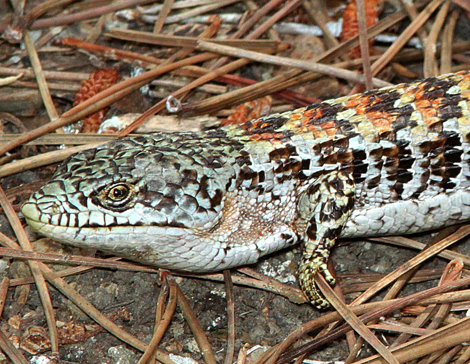 LIZARD, CALIFORNIA SOUTHERN ALLIGATOR (Elgaria multicarinata m.)  (6-23-12) canet rd, slo co, ca -01a