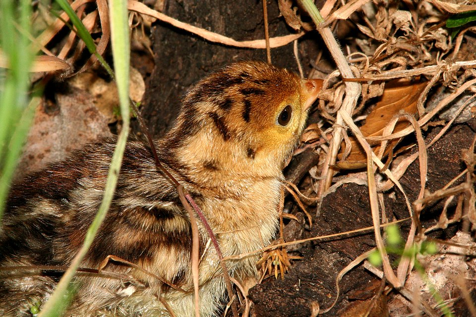 089 - WILD TURKEY (5-6-09) fledgeling, canet rd, sloco, ca