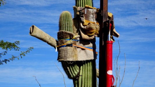 Arizona-Sonora Desert Museum