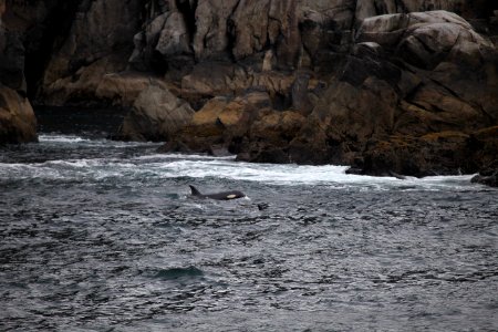 Orca photo