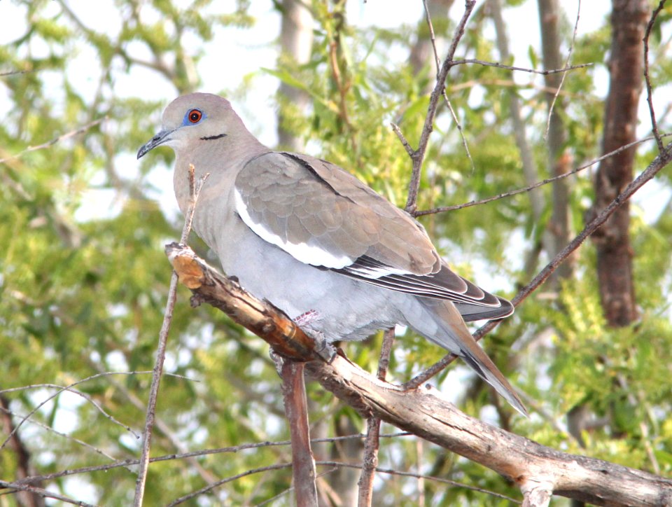DOVE, WHITE-WINGED (3-25-12) patagonia lake, scc, az -01