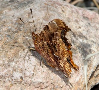 COMMA, SATYR (Polygonia satyrus) (5-11-13) temporal gulch, santa rita mts, scc, az -02