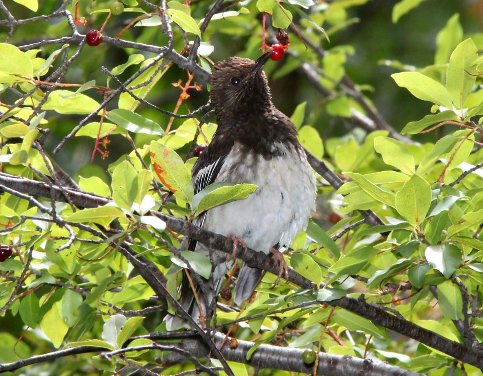 THRUSH, AZTEC (8-8-11) madera canyon, scc, az -04