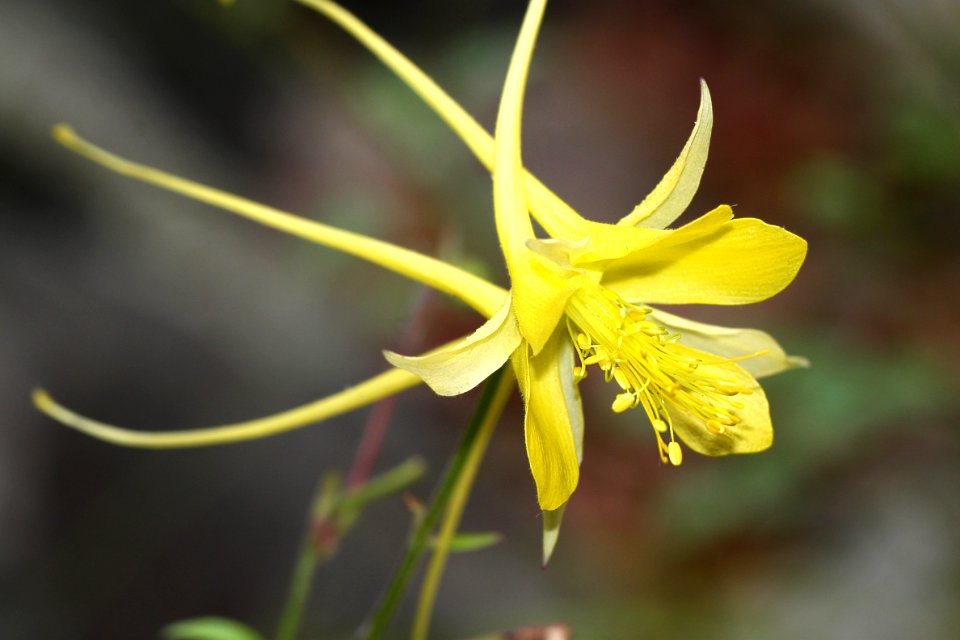 COLUMBINE, YELLOW (Aquilegia chrysantha) (7-12-12) vault mine trail. madera cyn, scc, az -01
