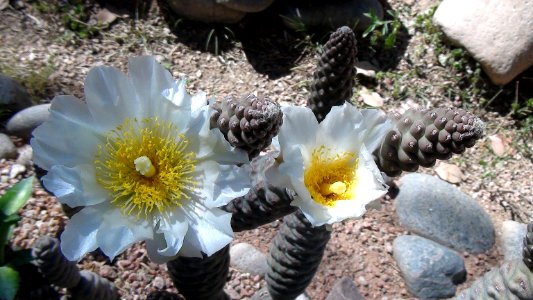 2012-05-25 Opuntia diademata