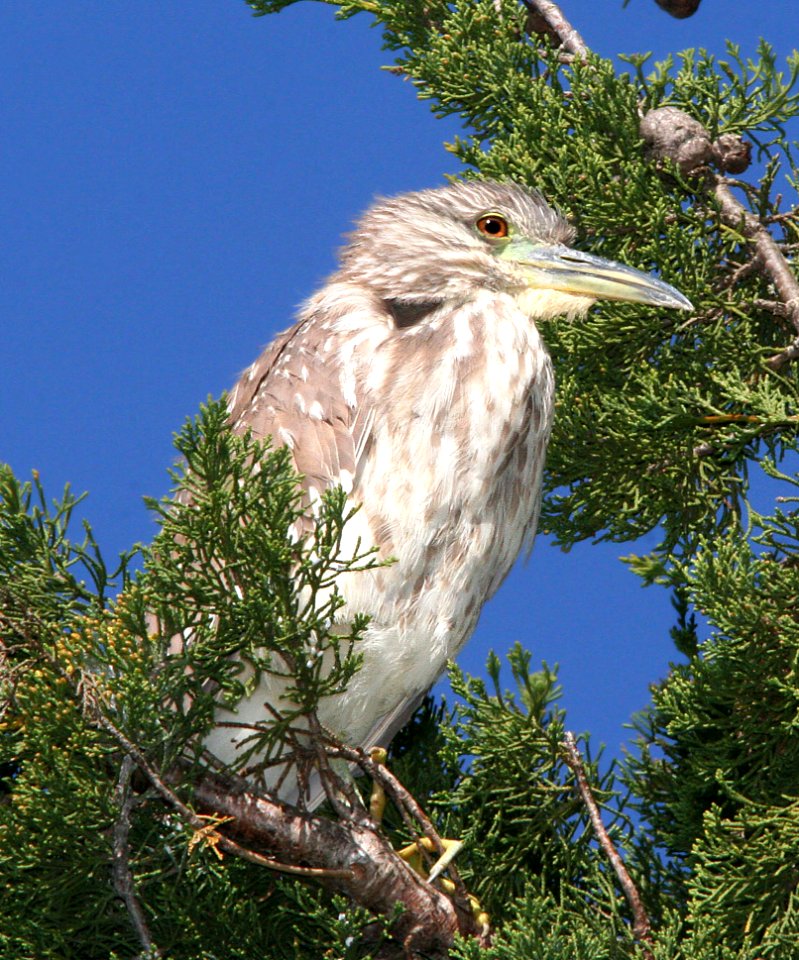 195 - BLACK-CROWNED NIGHT-HERON (3-25-09) juv, morro bay, sloco, ca
