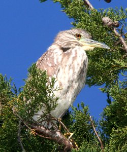 195 - BLACK-CROWNED NIGHT-HERON (3-25-09) juv, morro bay, sloco, ca