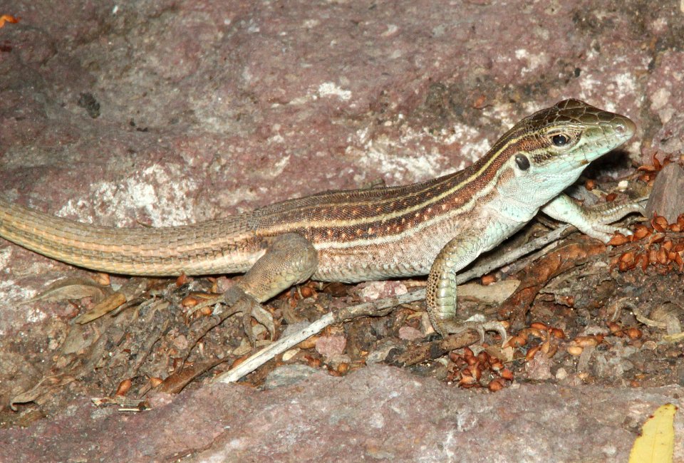 WHIPTAIL, SONORAN SPOTTED (Aspidoscelis sonorae) (7-15-12) pena blanca lake, scc, az -03