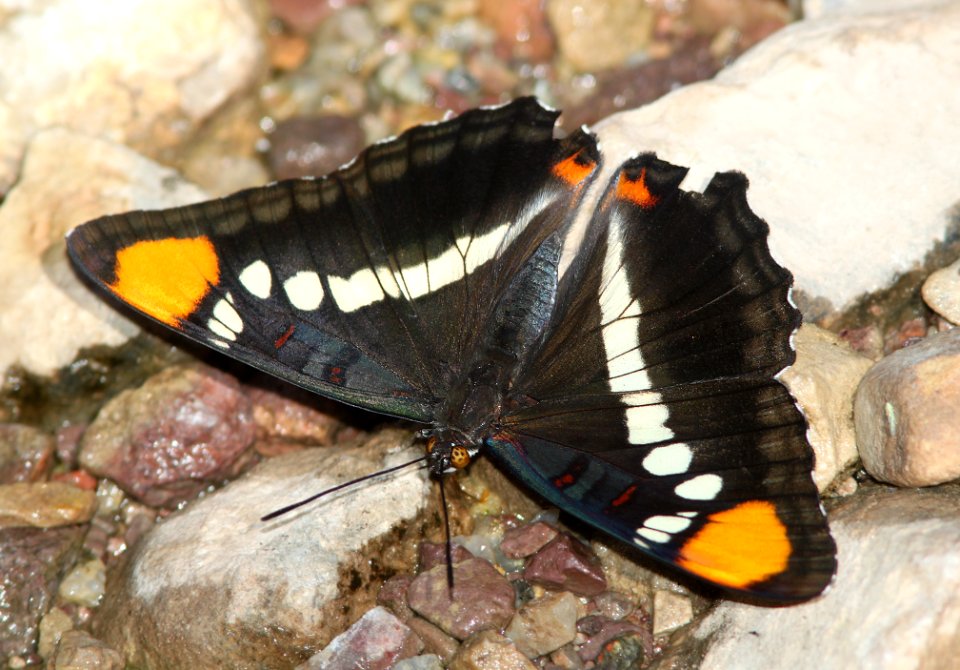 SISTER, ARIZONA (Adelphia eulalia) (10-9-12) sawmill cyn, huachuca mts, cochise co, az -01