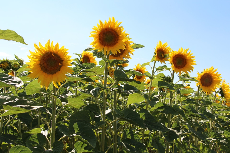 France summer yellow