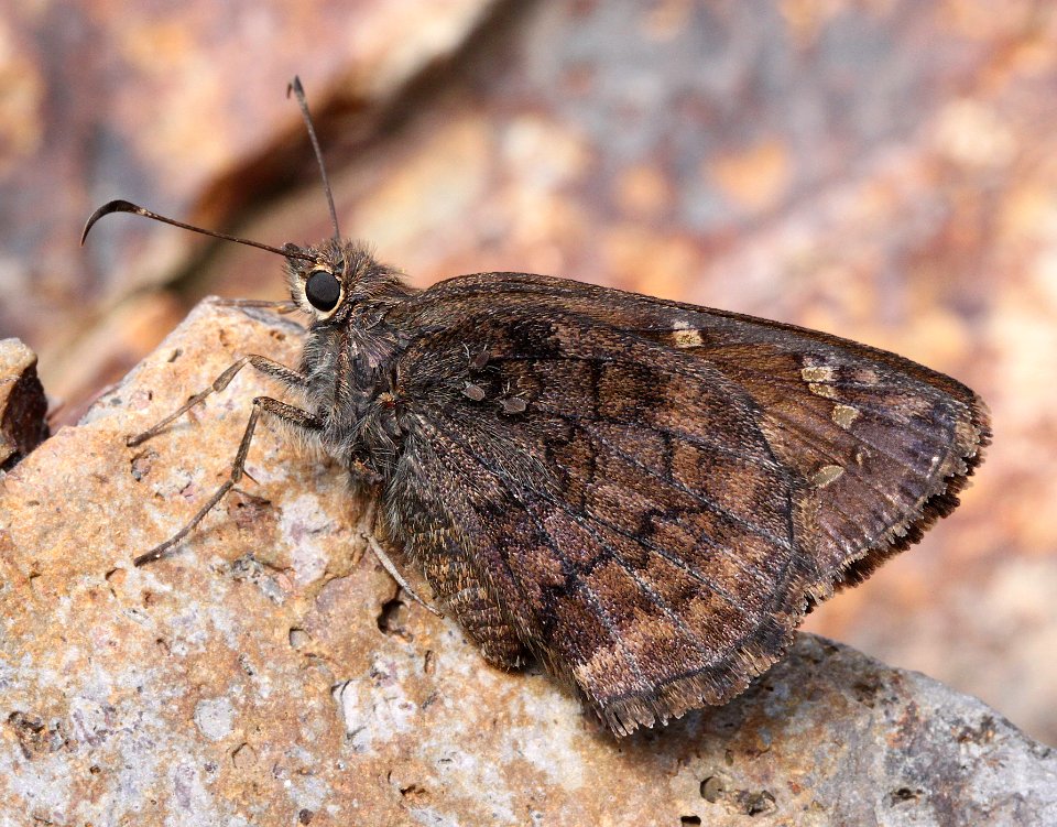 SKIPPER, VALERIANA (Codatractus valeriana) (7-23-12) creek crossing, red mt road, patagonia mts, scc, az -01