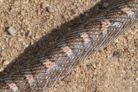 SNAKE, GLOSSY (Arizona elegans) (9-15-12) lochiel, scc, az -03