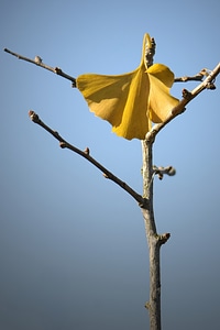 Withered dried leaves ginkgo leaf